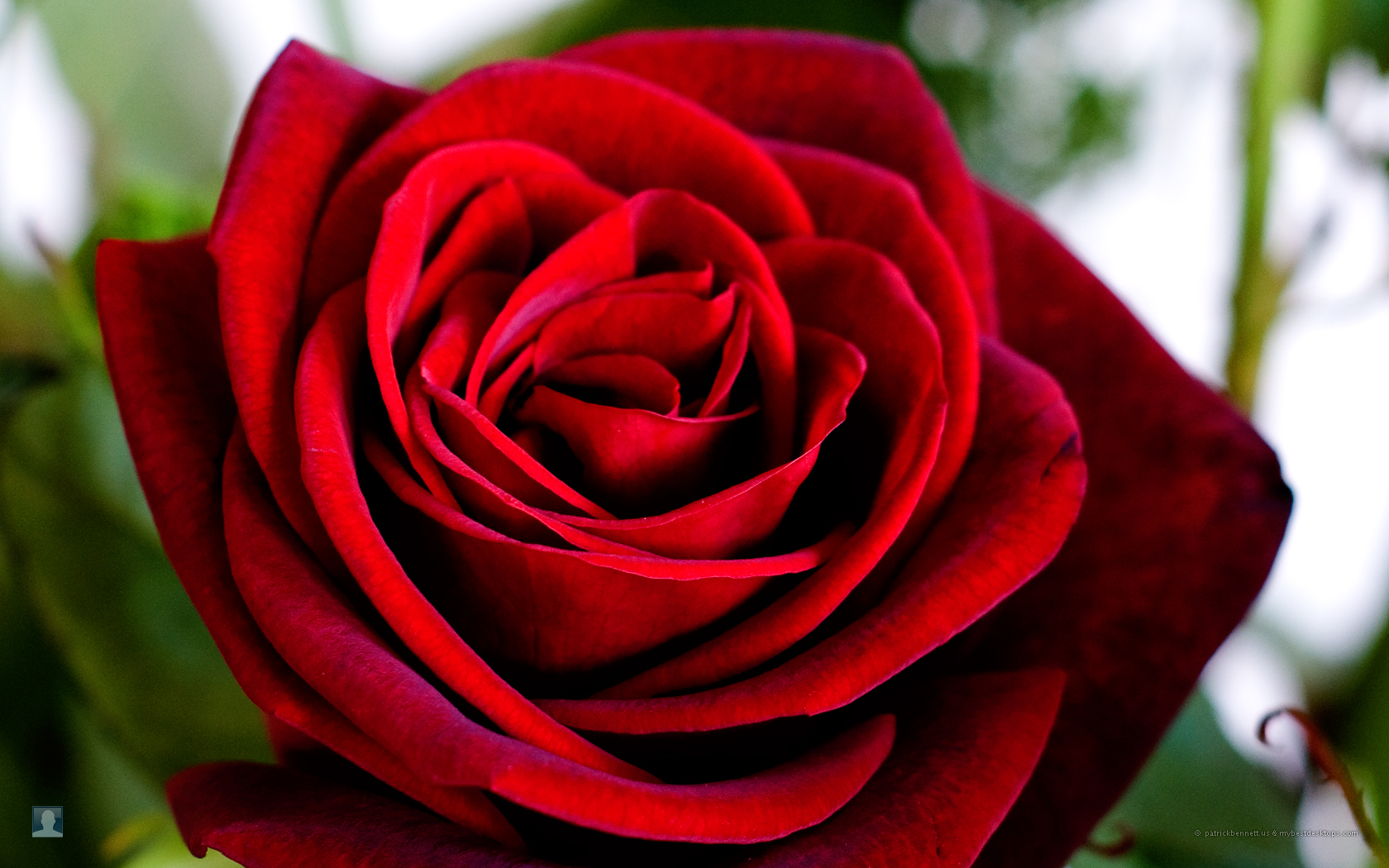 Lovely HD  Red Rose  Wallpapers  hd  pc  wallpapers  for free