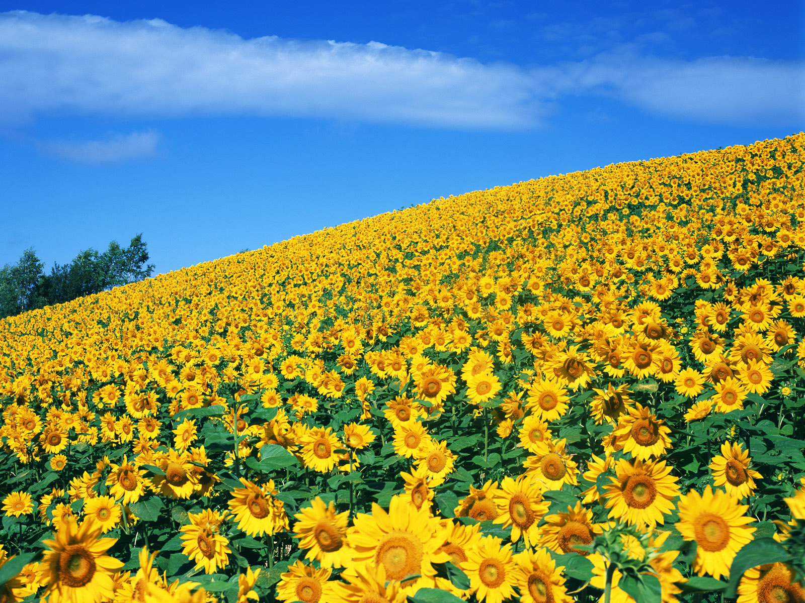 Yellow Amazing Flowers Hd Free | hd pc wallpapers for free